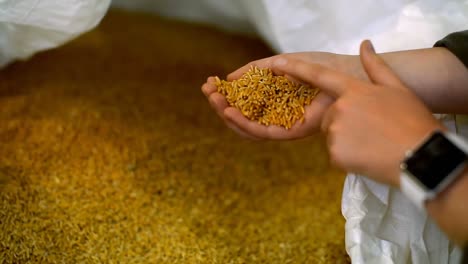 woman examining grains in factory 4k