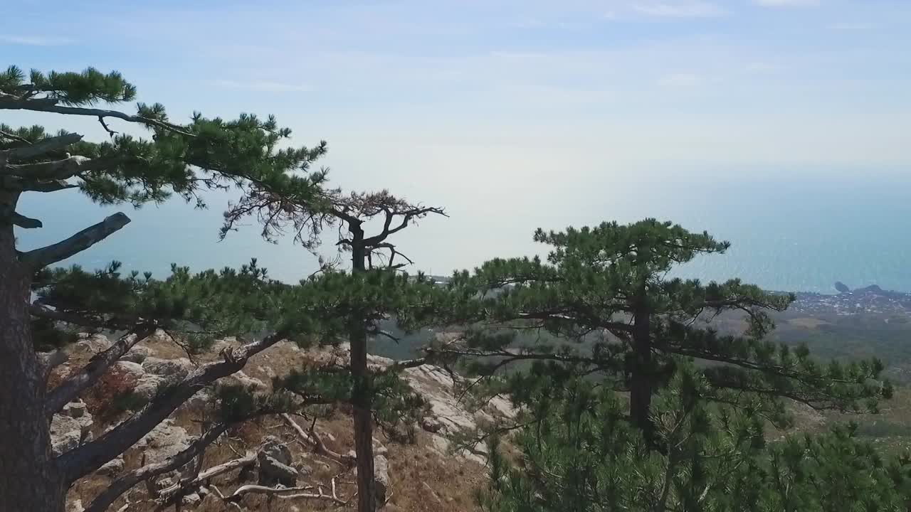 Mountaintop View with Pine Tree and Ocean