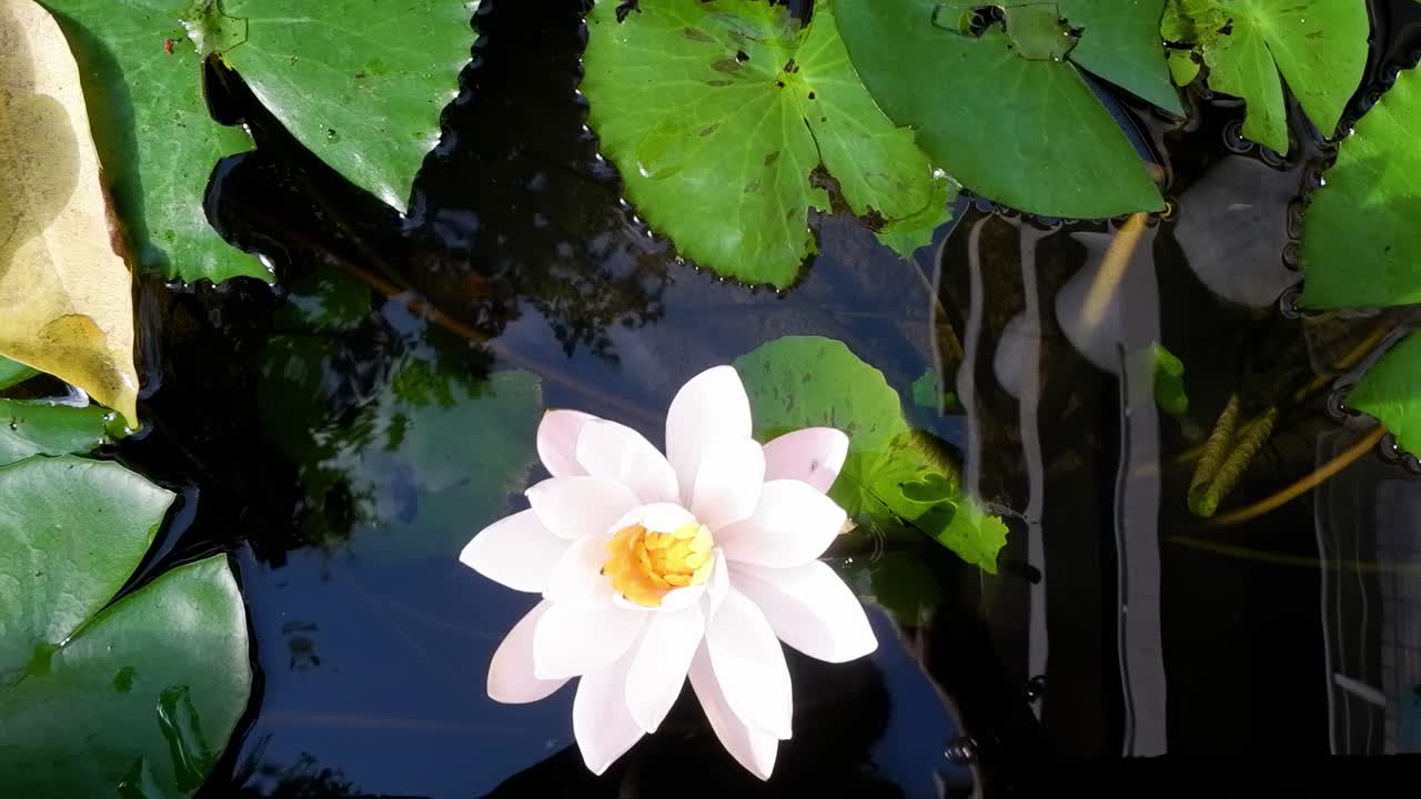 A serene white lotus flower floats gently on water surrounded by lush green leaves.