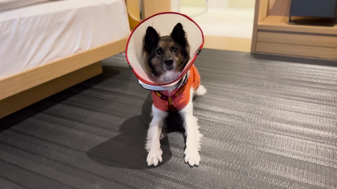 Border Collie Mix Dog Wearing Cone and Shirt Yawning Inside Pet-friendly Hotel Room