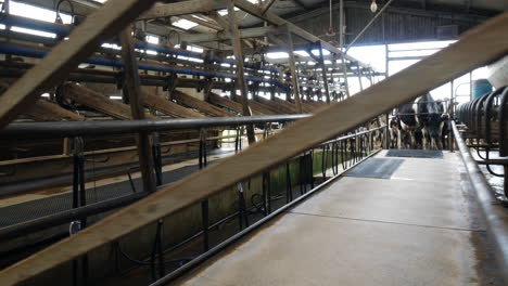 Panning-shot-across-indoors-dairy-farm-as-cows-wait-to-enter