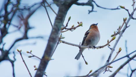 un pájaro de pecho rojo canta desde un árbol floreciente