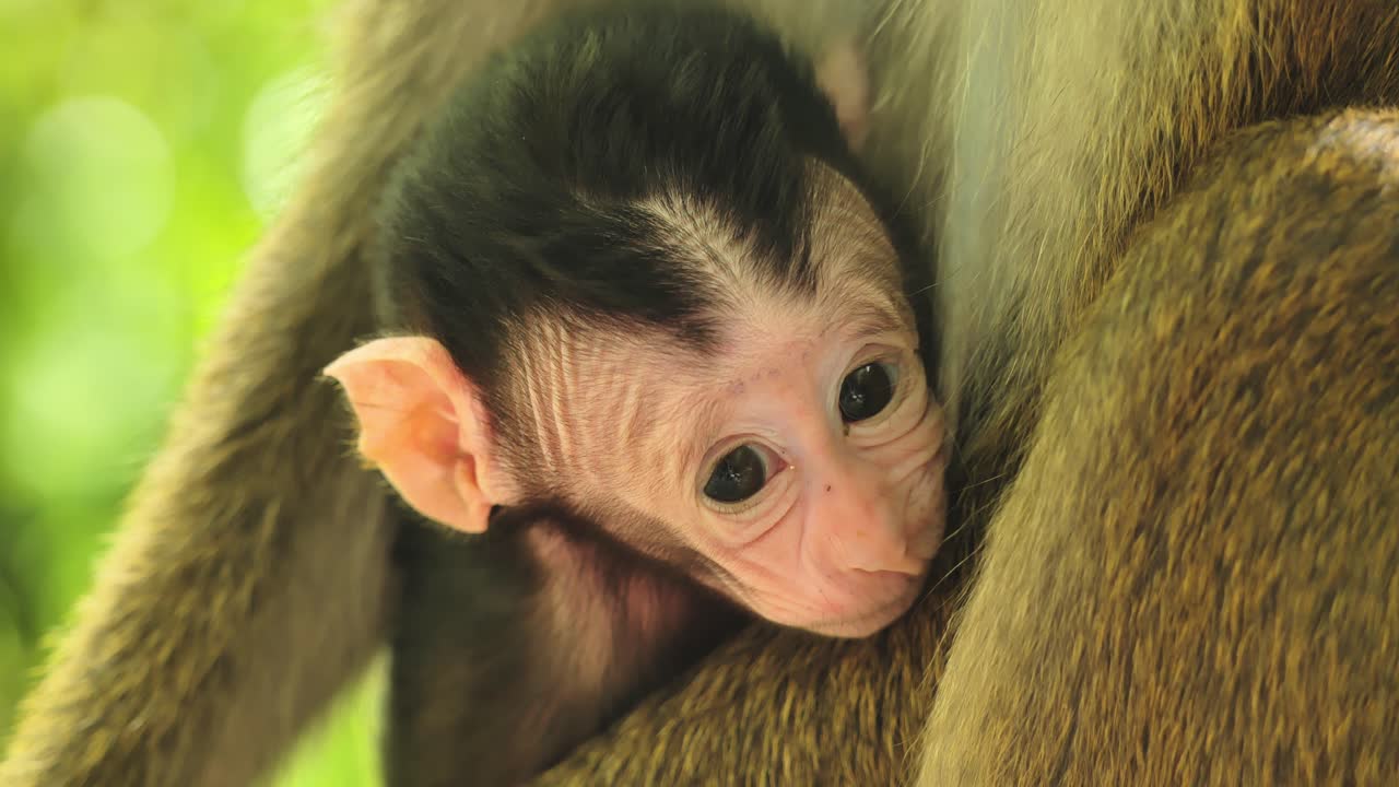 Momento autentico della fauna selvatica che mostra un macaco cucciolo mentre si alimenta e stringe legami nella natura.