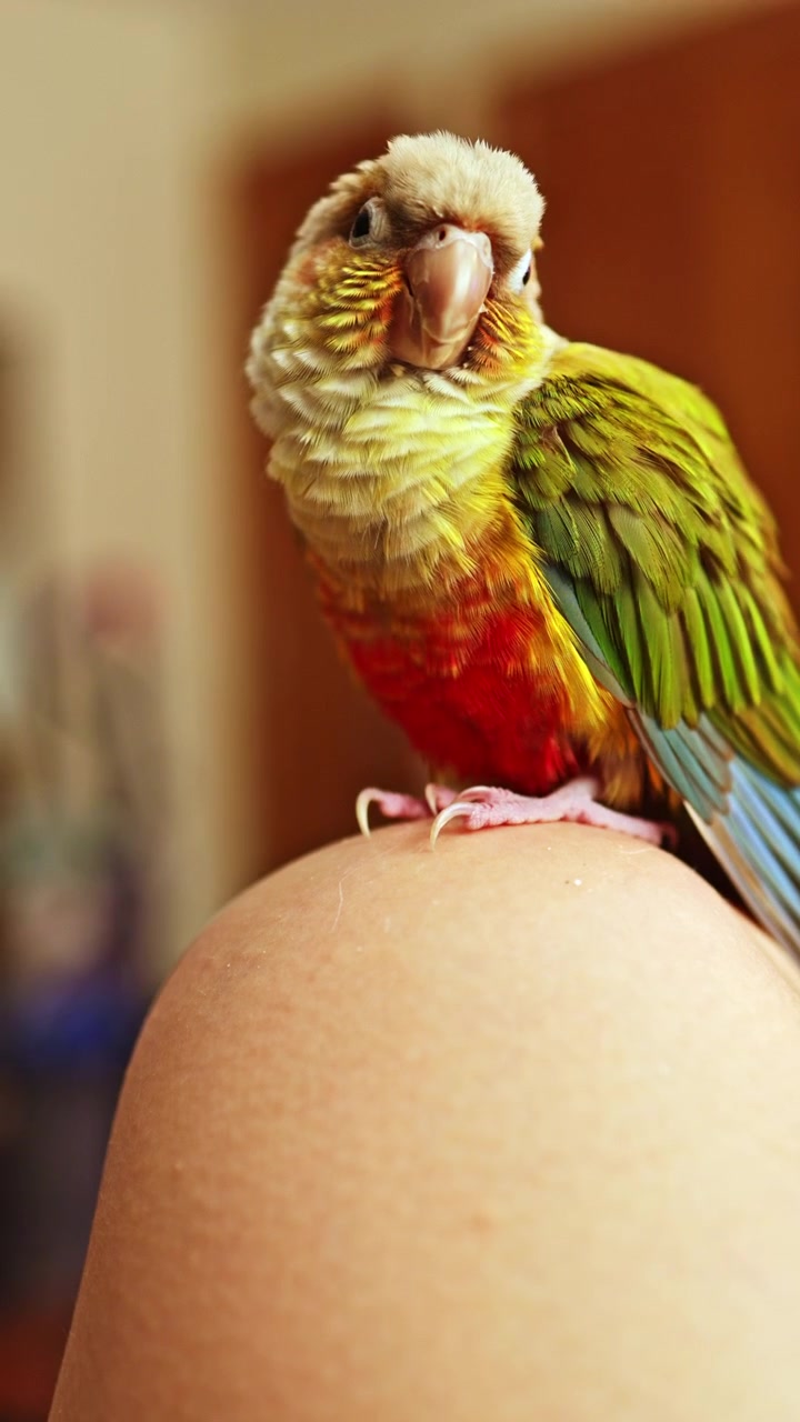 Uccello colorato appollaiato sul ginocchio di una persona in casa in un pomeriggio di sole.