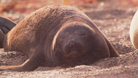 el viento sopla la arena en la cara de los cachorros de una foca elefante mientras mueve sus aletas