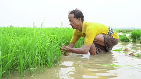 farmer withdrawing rice sprouts in the agricultural land for plantation