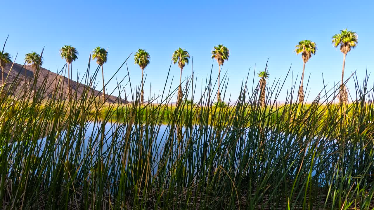 Serene Desert Oasis with Palm Trees and Calm Water