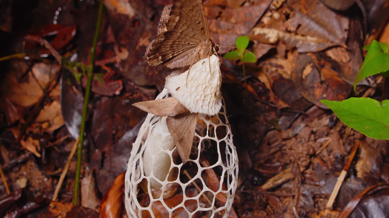 Brown butterflies use proboscis to suck on Phallus indusiatus fungus unveiling its lace-like structure in Peru’s Amazon rainforest.