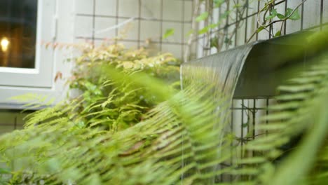 rack focus on fountain and fern plants in garden yard