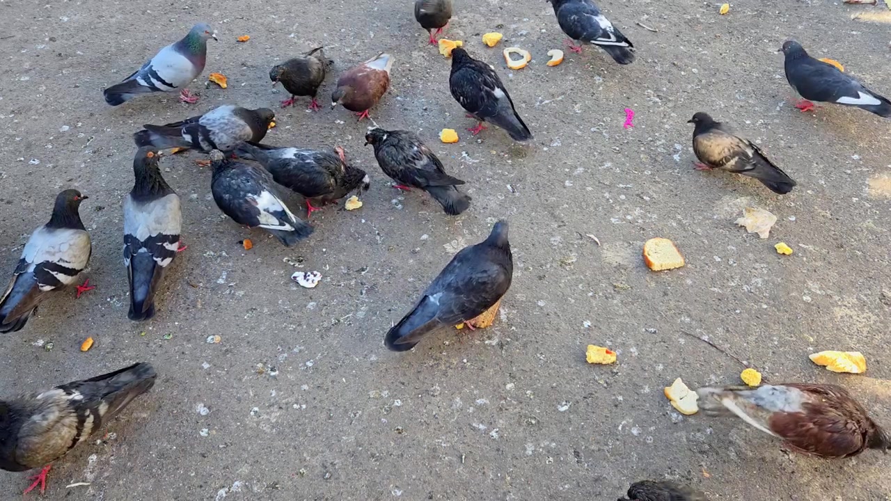 Stormo di piccioni che si radunano e mangiano briciole di pane sul marciapiede della città