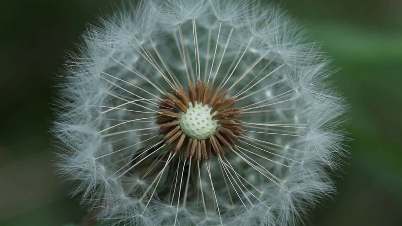 Dandelion seed head, Taraxacum officinale. UK