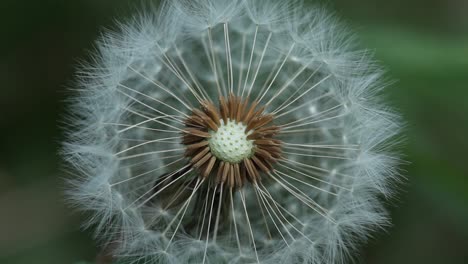 Dandelion seed head, Taraxacum officinale. UK