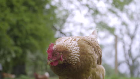 chicken walks towards camera in green pasture in 100fps