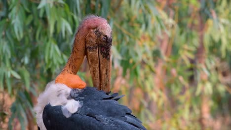 a big bird in the stork family common in southern asia and now endangered due to habitat loss