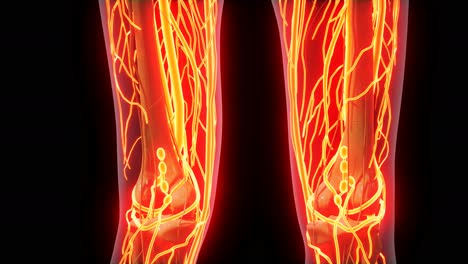 science anatomy of human blood vessels