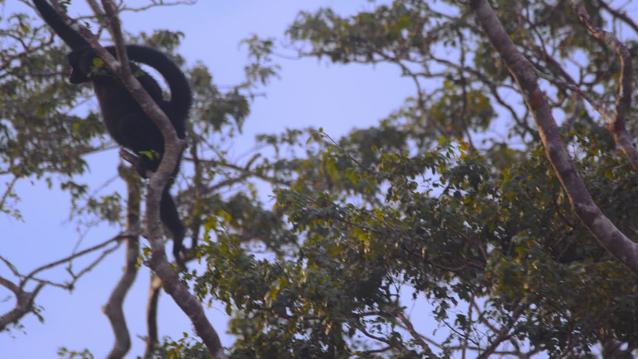 A spider monkey performs an epic leap through the lush jungle canopy creating a bridge for others in Peru’s Amazon rainforest