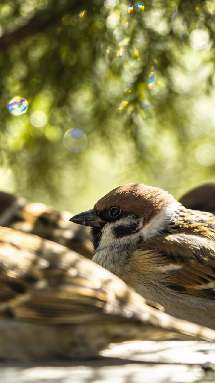 Video verticale: Piccolo uccello marrone e bianco appollaiato che canta sotto le foglie, con bokeh di luce solare.