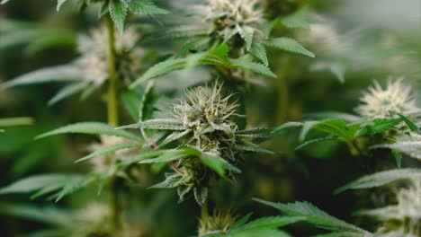 marijuana buds close up during flowering stage with more plants in the background