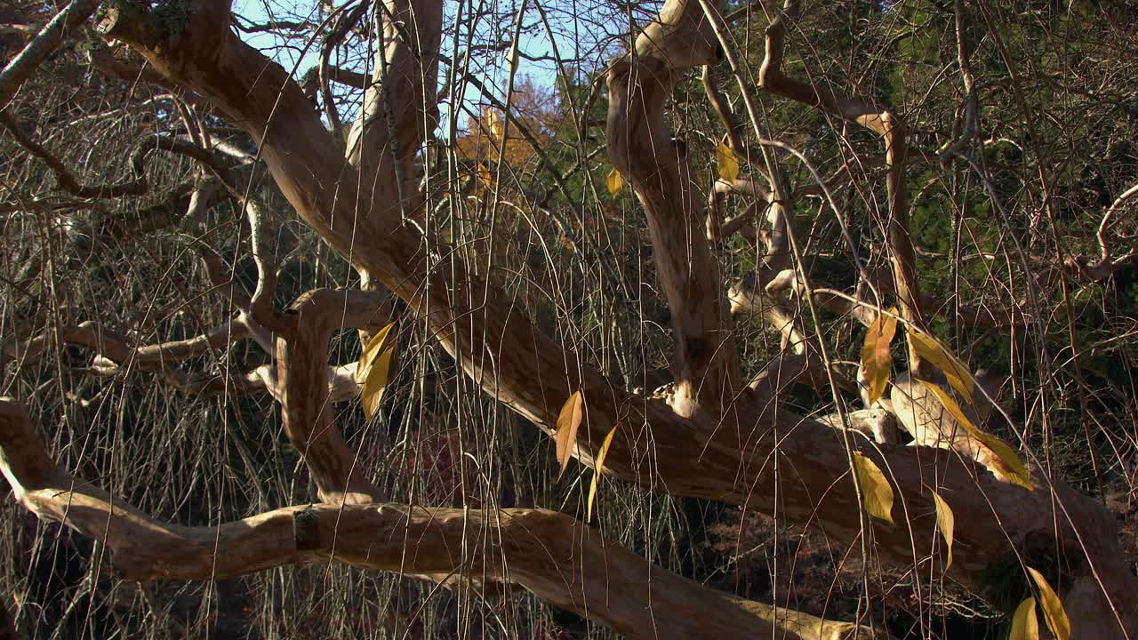 Peeled bark of Stewartia tree reflects sunlight from pond ripples below
