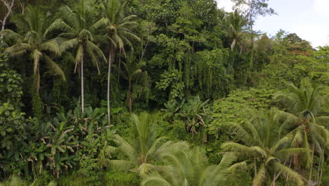 paso elevado sobre la jungla en ubud, bali, indonesia