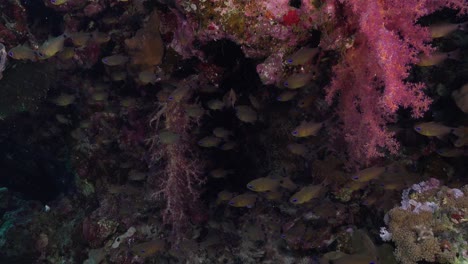 peces cardinales y corales blandos en los arrecifes del mar rojo