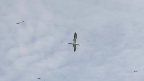 Gaviotas-Volando-En-El-Cielo-En-El-Mirador-De-La-Playa-De-Muriwai-Isla-Piha-Motutara