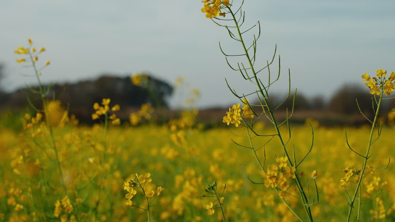 idílico campo de flores silvestres amarillas vibrantes