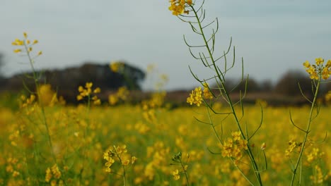 Idílico-Campo-De-Flores-Silvestres-De-Color-Amarillo-Vibrante