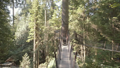 Walking-on-treetop-bridge-on-sunny-day,-front-focus