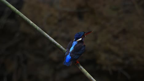 Martín-Pescador-De-Orejas-Azules,-Alcedo-Meninting,-Tailandia