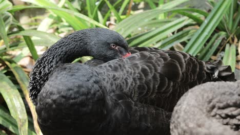 Black Swan Preening