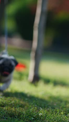 perro en un jardín