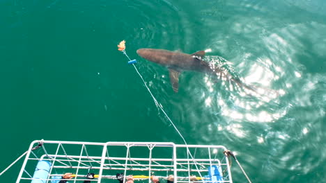 buceo en jaula de tiburones para turistas: tiburón de cobre atraído cerca de la jaula con cebo