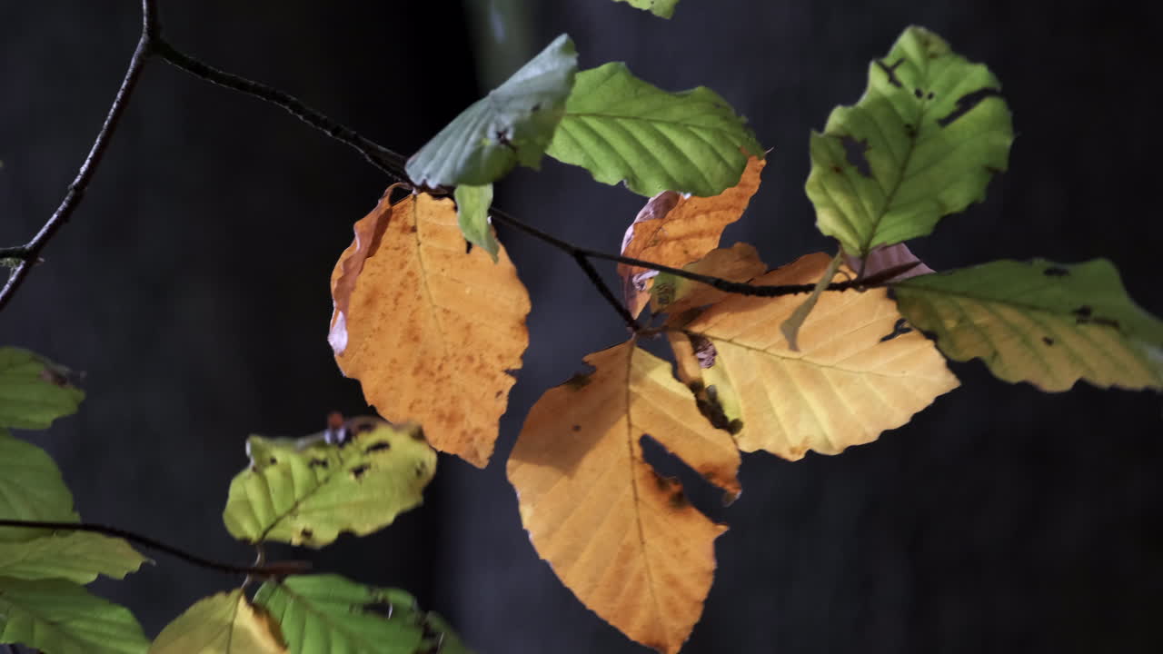primer plano de las hojas de un árbol de haya que se mecen en la brisa mientras los colores del otoño comienzan a mostrarse en un bosque en worcestershire, inglaterra