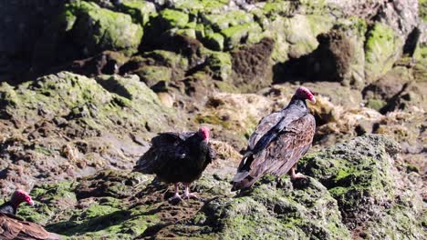 three vultures on rocky mossy algae covered rocks by the beach, mexico