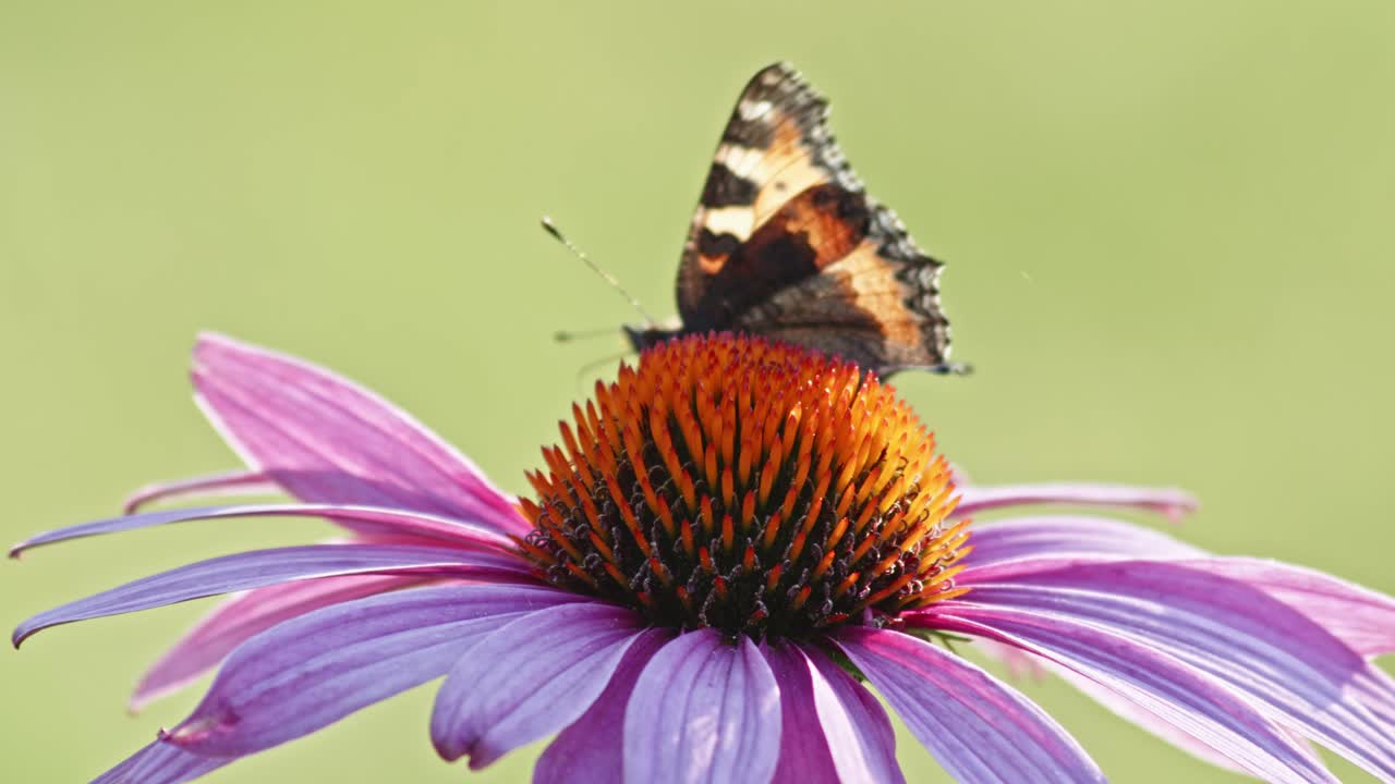 Una farfalla Vanessa delle ortiche si nutre su un'echinacea arancione sotto la luce del sole.