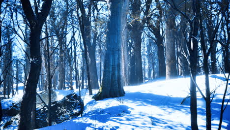 enchanted winter forest illuminated by serene blue light and fresh snow