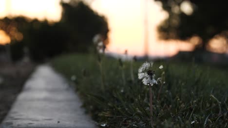 At-sunset-in-a-park,-half-blown-dandelion-with-water-droplets-waves-around-in-the-wind-as-flies-buzz-by-and-cars-drive-across-in-the-background