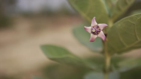 closeup of a flower - slow motion shot of flower moving in the wind