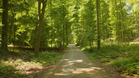 dirt road in cambre woods on a sunny day, brussels, belgium