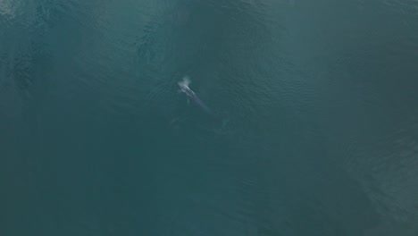 Ballena-De-Aleta-Saltando-La-Superficie-Del-Océano-Mientras-Migra-En-El-Océano-Pacífico,-Antena