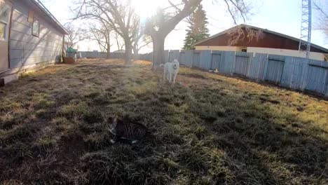 slow motion - white husky adult dog and a tabby cat chilling in the backyard of a house in the country