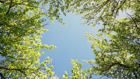 springtime canopy