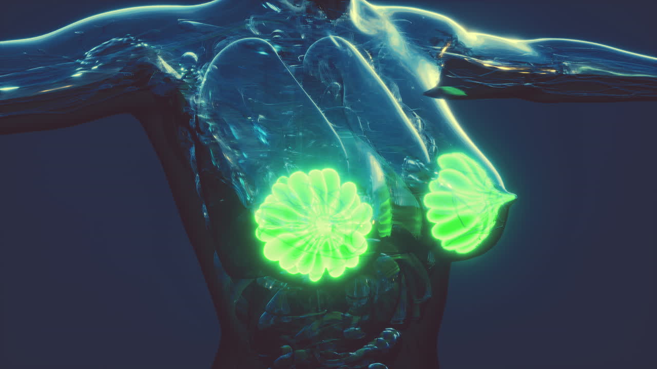 빛나는 유방선과 함께 인간 몸의 과학 해부학