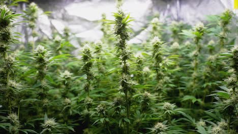 marijuana plants in a tent from the side, truck shot, wide angle