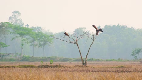 Wide-shot-of-two-large-brown-birds-of-prey-perched-upon-a-bare-tree-in-a-natural-rural-landscape-Bangladesh