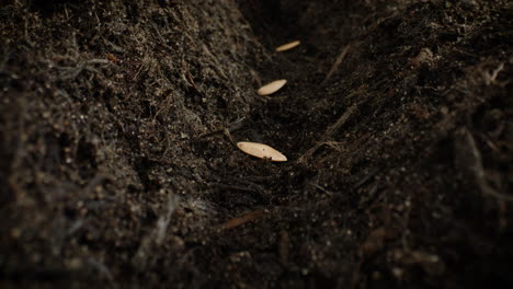 four seeds being sown into soil