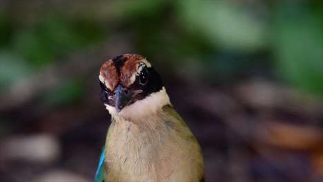 uno de los pittas más buscados y catalogado como una especie vulnerable