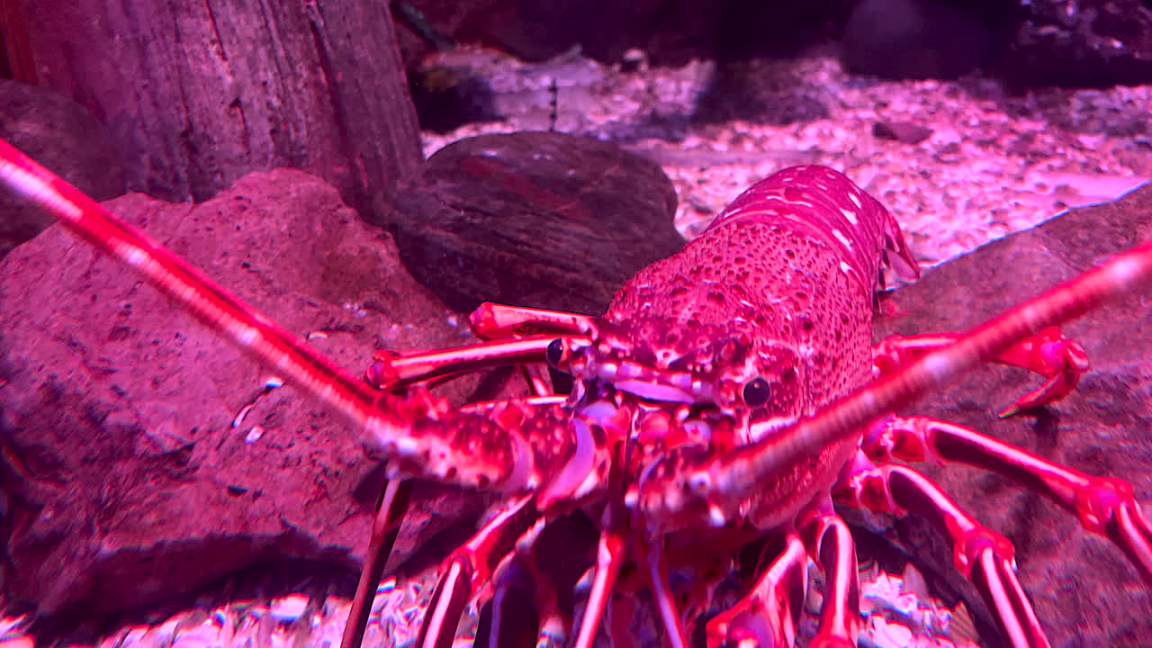 해저를 따라 걷는 랍스터 고급 해산물