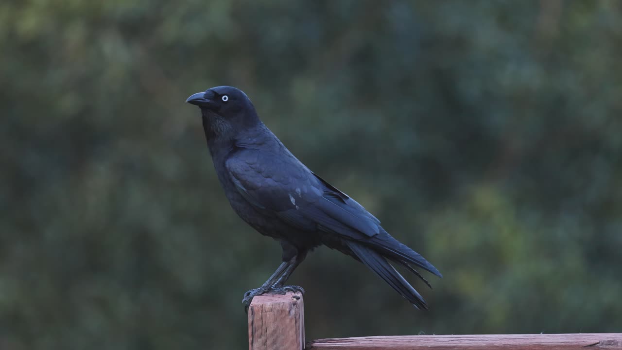 나무 기둥 에 서 있는 까마귀 가 주변 을 관찰 하고 있다